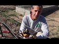 Pruning 1 Year Old Grapevines | Spur and Cane Pruning in Year 1