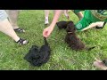 8 week old havapoo puppies playing