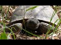 The Gopher Tortoise: Everything You Need To Know!