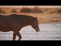 HD Wild Horses in Nature | Scenic Relaxation Film with Relaxing Music | Peaceful Instrumental Music
