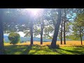 Relaxing Nature Ambience Meditation 🌳 Calming SUMMER 🌳 Healing FOREST Sounds on a Lovely Sunny Day