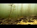 Northern Pike Underwater Footage