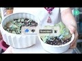 SUCCULENT DRY PROPAGATION | THE EASIEST WAY TO PROPAGATE SUCCULENTS