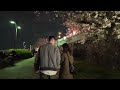 【4K】Cherry blossom viewing @ Tokyo Sumida River