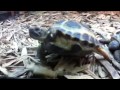 Hi mister turtle