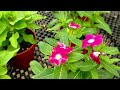 Far East Flora Nursery walking tour | Singapore Nursery | Plant tour