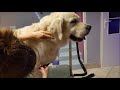 Grooming Guide - How to Groom a Golden Retriever #45