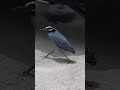 Heron Destroys A Crab On The Resort