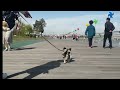 산책하는 강아지 🐶/ walking puppy 🐶