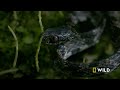 Monsters of the Costa Rica Jungle (Full Episode) | Dead by Dawn