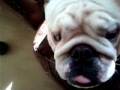 Benny the Beautiful Bulldog playing,,,too funny,,too cute