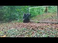 In the Gabon jungle a young male gorilla continues his learning in the mirror long version