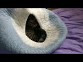 Cat Cave Bed / Kicker Toy PLAY TIME