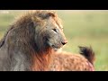 The Animal Packs of Our Animal Kingdom | BBC Earth