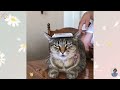 Top 10 Funniest Cat and Dog Videos 😍 Funniest Dogs and Cats Videos 😺🐶