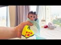 2 weeks baby monkey first bath #monkey #cute #babymonkey