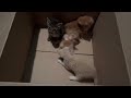 Kittens 🐱 🐈 Akira, Ziggy (Aka Gizmo), Muezza (Aka Rez Nugget) & Garfield.
