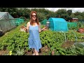 Allotment Tour July - Allotment Gardening For Beginners UK