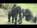 Gorilla D'jeeco family funny daily episodes / 金剛猩猩D'jeedo家族有趣的生活插曲
