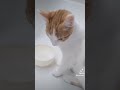 Kitten splashing water