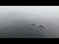 Cape Cod, MA Seal 4K Drone