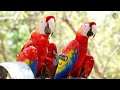 Magnificent World Birds 4K 🦜 Serene Birdwatching | Bird Sounds in Scenic Relaxation Film