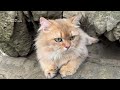 I'm amazed 😲, the amazing life story of a cat and a duck.The funniest animal videos in the world