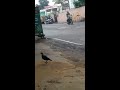 Crow eating bread pieces