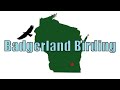 Learn 30 Spring Common Backyard Bird Songs and Calls (Central and Eastern United States)