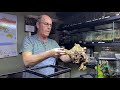 Stromatapelma calciatum, the Feather leg Baboon egg sack removal and rehouse
