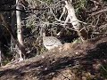 Rare Malleefowl nesting near Coorong National Park, South Australia
