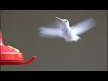Amazing Facts About Hummingbirds - Includes Slow Motion Hummingbirds