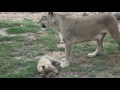 Lion Cubs at Werribee Zoo