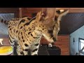 Serval Sounds