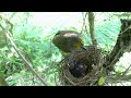 Baby Bird Gets a Taste of Spicy Red Chili! (11) – Dad Bulbul's Bizarre Refusal to Let Chick Eat E221