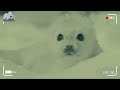 Polar bear and cub steals baby seal in front of mother