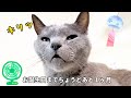 【ロシアンブルー】17歳11ヶ月のお公家さまの休息#ロシアンブルー#russianblue#ハイシニア