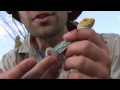 Collared Lizard Catches Me!