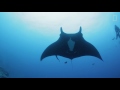 These Giant Manta Rays Just Want to Hang Out | Expedition Raw