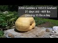 Growing Giant Pumpkins 2022 Episode 9 - Pumpkin Selection, Maintenance, Pumpkin Shelter, Measuring