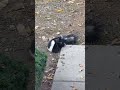 Skunk with late stage rabies 😥
