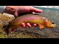GOLDEN TROUT: Sight Fishing How To