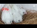 Baby finches growth Day 1 to 30(@vppetsandvlog9116 )