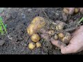 Wish I knew this method of growing potatoes sooner. Big tubers and lots of tubers