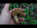 The Morel Mushroom Hunt of the Year - Finding 200 Morels in a Day!