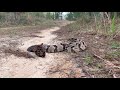 Kingsnakes and Canebrake Rattlesnake! Springtime Snake Hunting in South Georgia