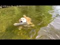Mitzie golden retriever learning to swim