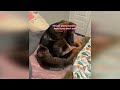 FUNNIEST CAT AND DOG VIDEOS 2023