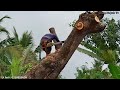 Cưa cây Còng nghiêng như sắp ngã / Sawing a tree that tilted as if it was about to fall | T624