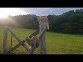 Cute Cats Playing On A Fence Post